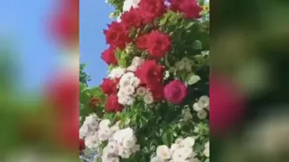آرامش