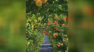 موزیک آرام بخش