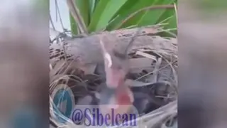 جوجه های خوشگل