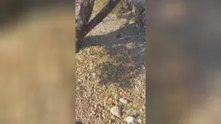 بادام تلخ میوه درمانگر