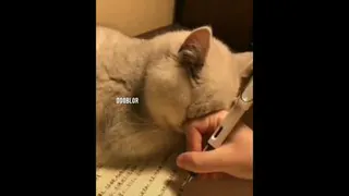 دوبله