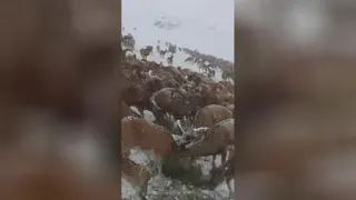 موسیقی