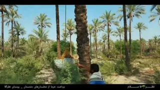 برداشت خرما از نخلستان های دشتستان