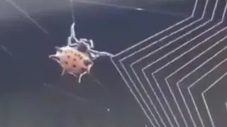 عنکبوت مهندس