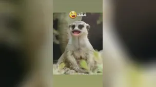 ممدددد