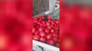 رب گوجه