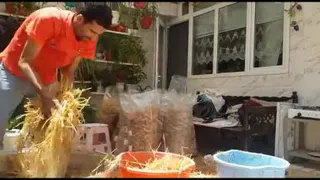 قارچ گانودرما لوسیدم قرمز