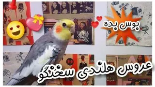 عروس هلندی سخنگو و ناز :: حرف زدن عروس هلندی بامزه