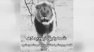 حیوانات