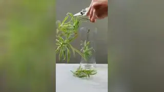 ایده برای سفره عید