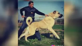 در تو دیدم همچو این سگ من وفایی اما چه سود*که بود همچو نام این سگ وفای تو