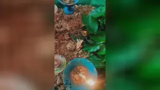 حضرت رقیه(س)