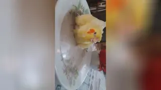 حمام پرنده من