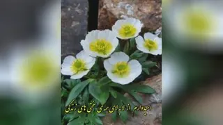 صبح بخیر