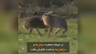 گرگ با ملاحضه و چرخه طبیعت