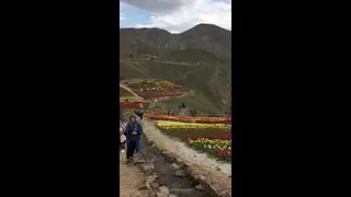 مزرعه گل لاله
