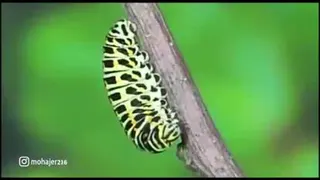 تا لایق جانان شوی....🌾