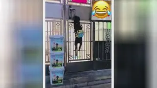 فرار از مدرسه اینبار سگ های شیطون