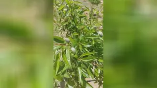 نهال بادام خوشه ای