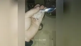 بزرگ کردن طوطی توسط یک فرد