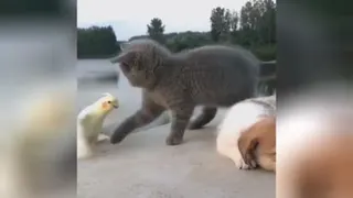 نیگا کن سگ😇 من باهات خیلی دوستم باشه؟😂😂😂