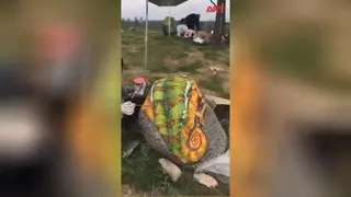 نقاشی حیوانات رو سنگ