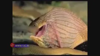 مار دهن گشاد