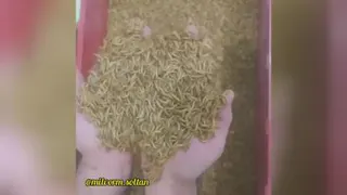 میلورم سلطان