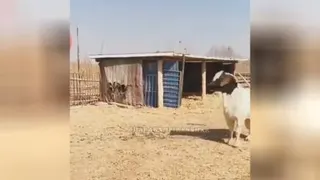 حیوانات باز گوش ایران