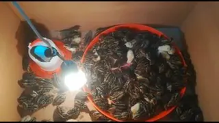 حیوانات کیوک کوچک بامزه