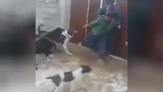 سگ ادم گیر