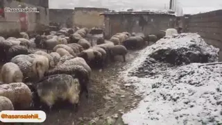 طبیعت زیبای مازندران و حیوانات