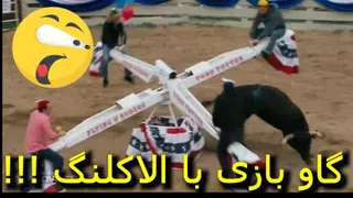 گاو بازی خطرناک با الاکلنگ