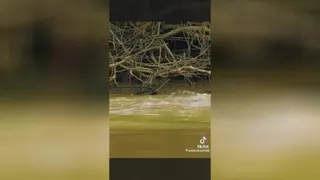 جسارت پلنگ در شکار مار پیتون و تمساح