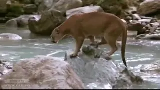محبت در حیات وحش