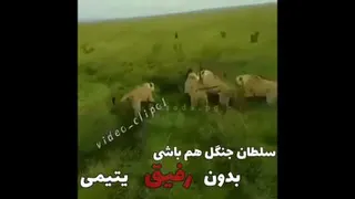 رفیق زندگی