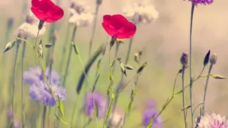 موفقیت