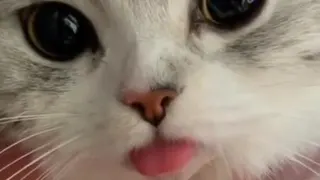 آخی چه پیشی کیوت و بانمکی🥺😍