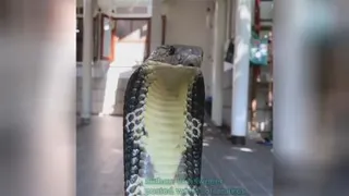 World of Snakes