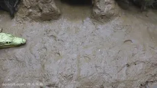 چالش اسمر فود فود اسمر/ آشپزی تمساح طلایی عجیب