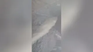 بچینگ توئین شفت