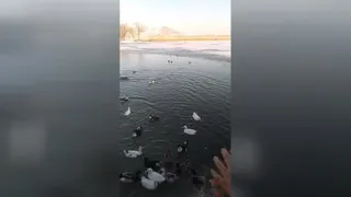 تفرجگاه گلمرز ارومیه