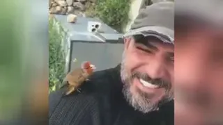 آواز
