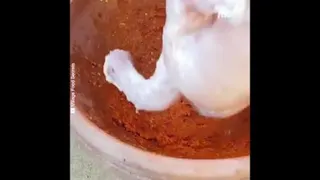 توستر