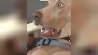 سگ