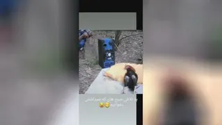 خروس باحال
