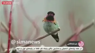 عجیب ترین پرنده جهان