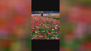 حیات پرندگان