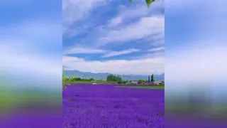 زیبا زندگی