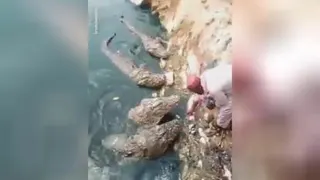 غذا دادن به ....